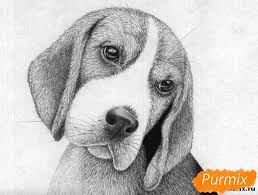 risuem sobaku porody bigl i ruchkoj shag 5 bigl sobaka risunki iskusstvo