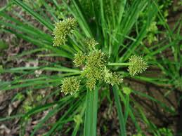 Image result for Cyperus difformis