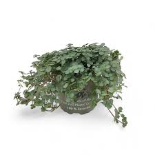 Image result for Pilea angolensis