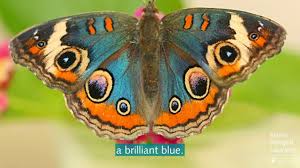 A butterfly teaches us faith, hope, transformation, trust, and much more. The Evolution Of Color How Butterfly Wings Can Shift In Hue Youtube