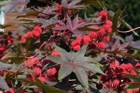 Ricinus Communis Seeds