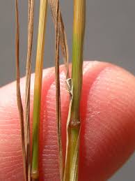 Image result for Agrostis continuata