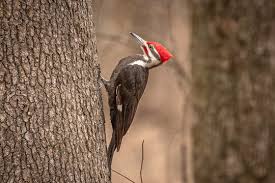 Wood Pecker" Images – Browse 238,825 Stock Photos, Vectors, and Video |  Adobe Stock