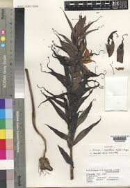 Image result for Gloriosa sessiliflora