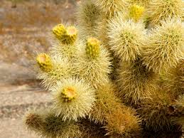 Beautiful cactus of the edward's plateau, texas hill country shot in hi definition. Cactus Of The Southwest Cactus Photographs Wanderwisdom