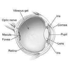 Image result for Retinal Anatomy