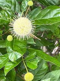 Image result for Cephalanthus