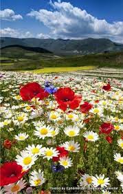 2018 04 23 06 30 32 Flowers Photography Beautiful Nature Beautiful Landscapes