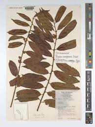 Image result for Paropsia