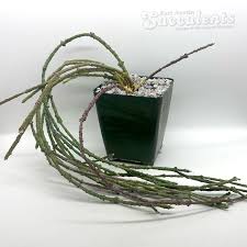 Image result for Cynanchum