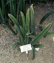 Image result for Sansevieria hallii