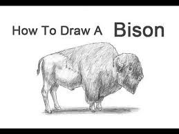 How To Draw A Bison Buffalo Bison Art Buffalo Art Animal Drawings