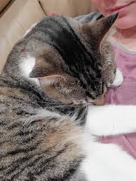 For your cat, sleeping between your legs is pretty much the same as sleeping in a hammock is to you why does my cat sleep on my chest? My Cat Likes To Sleep On My Chest Aww