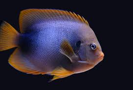 Image result for Angraecopsis malawiensis