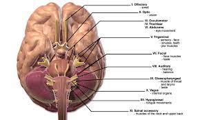 12 пар черепно мозговых нервов запоминалка - pisi.pics