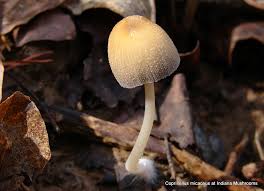 Image result for Coprinus micaceus