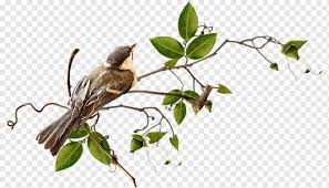 Take creativity into your hands by designing a custom. Bird Greeting Note Cards Postales Originales Making Cards Bird Animals Branch Plant Stem Png Pngwing