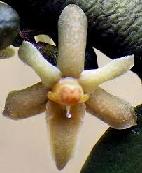 Image result for Tridactyle virgula