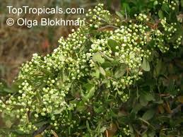 Image result for Gymnosporia heterophylla