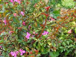 Image result for Heterocentron