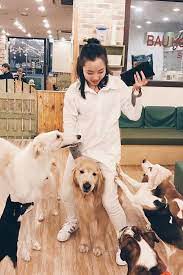if heaven is a place on earth it s this amazing dog cafe in seoul dog cafe pet cafe best dogs