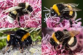 Image result for Bombus cryptarum