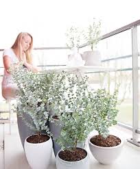 Kaufen Sie Jetzt Baum Eukalyptus Azura Kaufen Bakker Com Pflanzen Eukalyptus Azura Gartencenter
