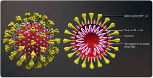 Coronavirus counter with new cases, deaths, and number of tests per 1 million population. Coronavirus Has Mutated Into At Least 30 Variants