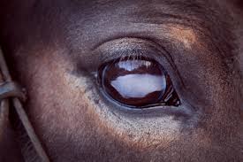 Subtle Signs Of Eye Trouble The Horse Owner S Resource