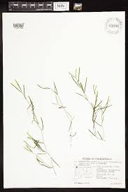 Image result for Potamogeton pusillus