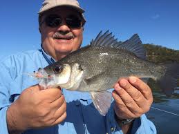 Any salmon being caught Rockingham to Mandurah area?