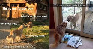 Get a constantly updating feed of breaking news, fun stories, pics, memes, and videos just for you. 42 Hilarious Animal Memes That Are So Cute You Re Gonna Die Memebase Funny Memes