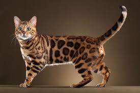 Type in bengal cats for sale. Exotic Cat Breeds