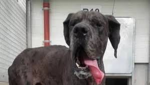 Samedi matin, dès les premières heures des « journées d'adoption » à la spa, trois chats et deux chiens avaient trouvé des adoptants. Vienne Enquete Sur La Face Cachee Du Refuge Spa De Poitiers