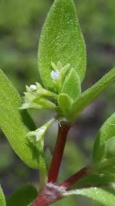 Image result for Pentodon