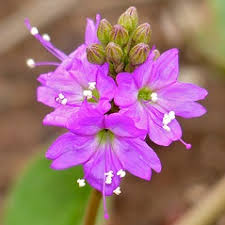 Image result for Commicarpus