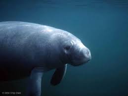 They feel that dugongs/mermaids are an affront to god and must be wiped out. From Mermaids To Manatees The Myth And The Reality Smithsonian Ocean