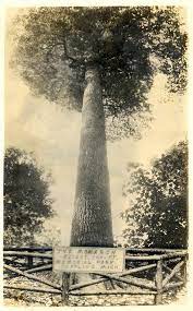 They are among the largest and oldest living organisms on earth. The Monarch And Hartwick Pines Michigan In Pictures