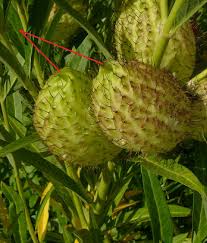 Image result for Gomphocarpus semilunatus