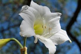 I fiori bianchi simboleggiano da sempre la purezza: Piante Con Fiori Bianchi
