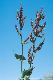 Image result for Rumex