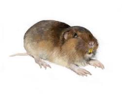 Image result for pocket gophers