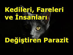Sinsi Kedi Paraziti Toksoplazma Youtube