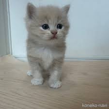 マンチカン 子猫 値段