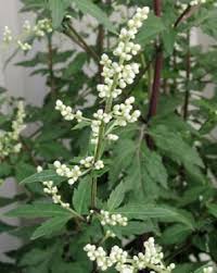 Image result for Artemisia sp.no.1