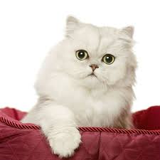 Watch as this little family of persian rug huggers play and interact with some regular sized teacup persians. Persian Cat Alchetron The Free Social Encyclopedia
