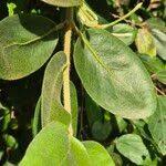 Image result for Erianthemum dregei