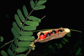 Image result for Abrus fruticulosus