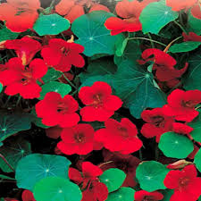 Use & store leaves, buds, seeds & flowers; Nasturtium Empress Of India Mckenzie Seeds
