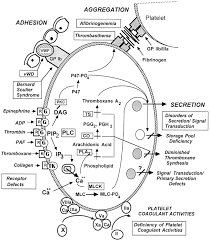Image result for Platelet Dysfunction